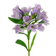 Alstomerija 72cm lavander
