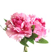 Peonija buket x6 27cm t.roza