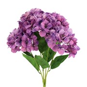 Hortenzija grm x5 57cm ljubičasta