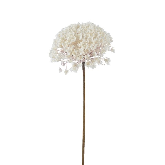 Divlja mrkva zasnježena 70cm bijela