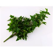Puzavac bršljan 70cm 106 listova zelena