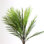 Grana palme 65cm zelena