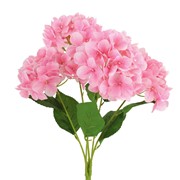 Hortenzija grm x5 57cm roza