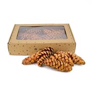 Suho: šišarke 20-25cm x15kom natur