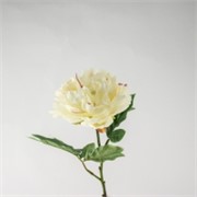 Peonija 61cm krem