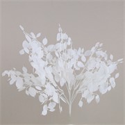 Lunaria/srebrni dolar 51 cm bijela