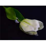 Tulipan 41cm krem