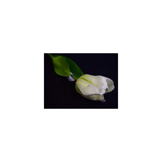 Tulipan 41cm krem