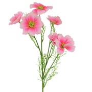 Cosmea/Uresnica x6 77 cm roza