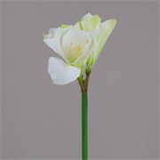 Amarilis x3 60cm bijela