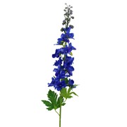 Delphinium/Kokotić 79cm plava