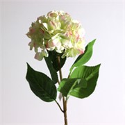 Hortenzija grana 80cm zelena/roza