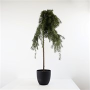 Umjetni cedar u plastičnom loncu h115cm