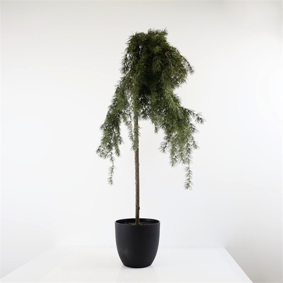 Umjetni cedar u plastičnom loncu h115cm