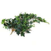 Puzavac engleski bršljan 120cm x13 zaprašeni zelena