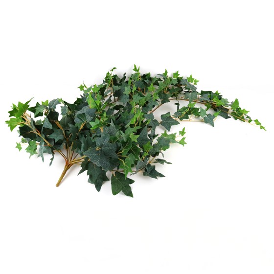 Puzavac engleski bršljan 120cm x13 zaprašeni zelena