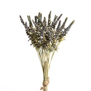 Lavanda x24 suha 44cm sv.ljubičasta