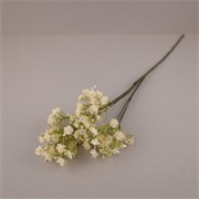Gipsofilija suha 70cm krem