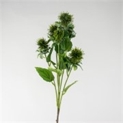 Safflower/Šafranika 79cm zelena