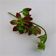 Sukulent 12xh32cm t.crvena/zelena