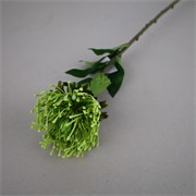 Protea 73cm sv.zelena