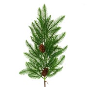 Grana bora s češerima 68cm