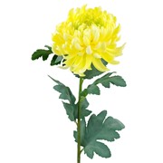 Krizantema 71cm žuta