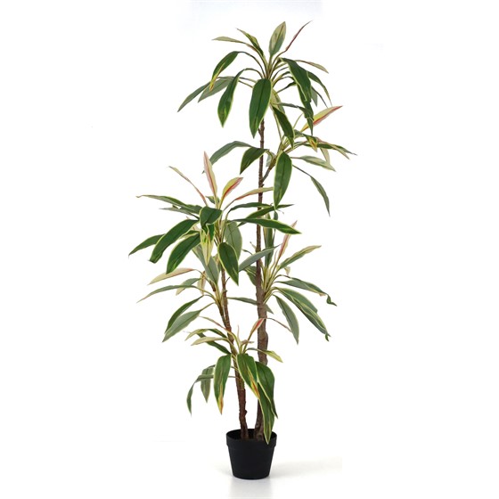 Umjetno drvo Cordyline 140cm zelena/bijela/crvena