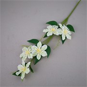 Clematis 78cm krem