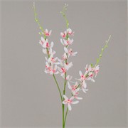 Orhideja cymbidium 95cm bijela/t.roza