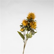 Safflower/Šafranika 57cm suha senf žuta