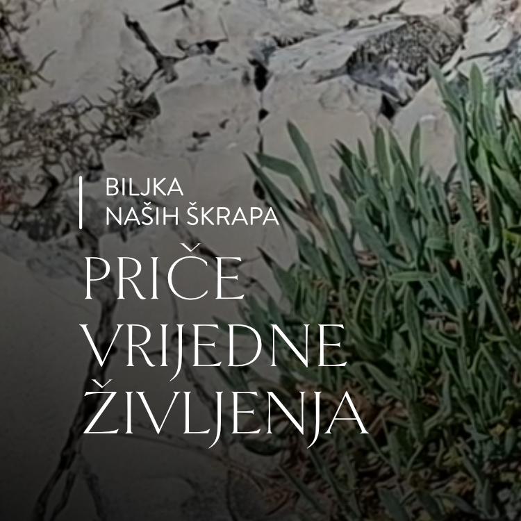 Priča 07 · Biljka naših škrapa