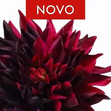 NOVO