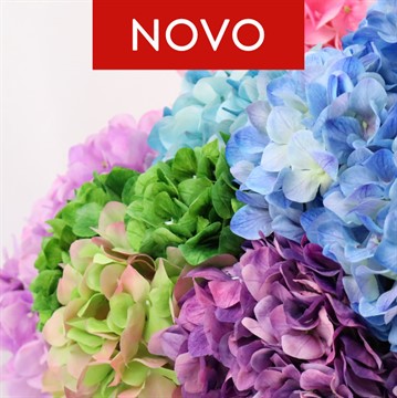 NOVO